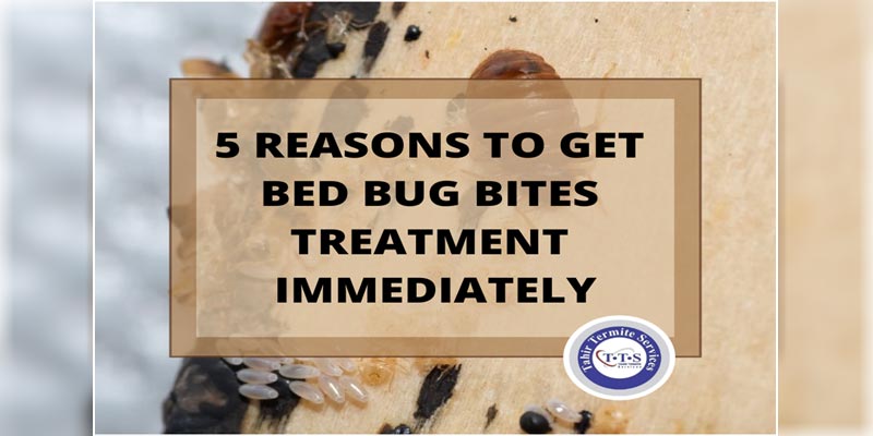5 reasons to get bed bug bites treatment immediately
