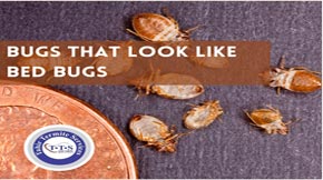 Everything you should know about bugs that looks like bed bugs