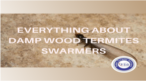 Everything you need to know about dampwood termites swarmers