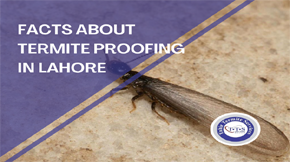 Facts you should know about termite proofing in Lahore