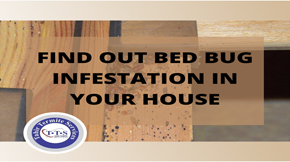 Tips to find out bed bug infestation in your house