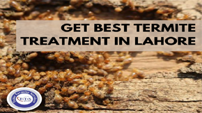 Tips to get best termite treatment in Lahore 