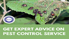 Why you should get expert advice on pest control service