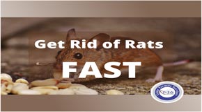 How to get rid of rats?
