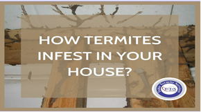 How termites grow and infest in your house - termite infestation Lahore