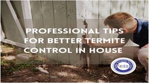Tips professionals share for better termite control in house