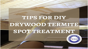 Tips for DIY drywood termite spot treatment you should follow