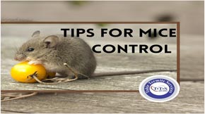 Mice Control processes that you should know