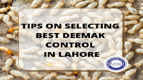 Tips on selecting the best termite control in Lahore chemical