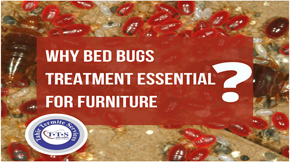 What makes it essential to get bed bugs treatment on furniture?