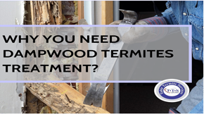 Why you need dampwood termites treatment?