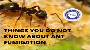 Things you do not know about ant fumigation