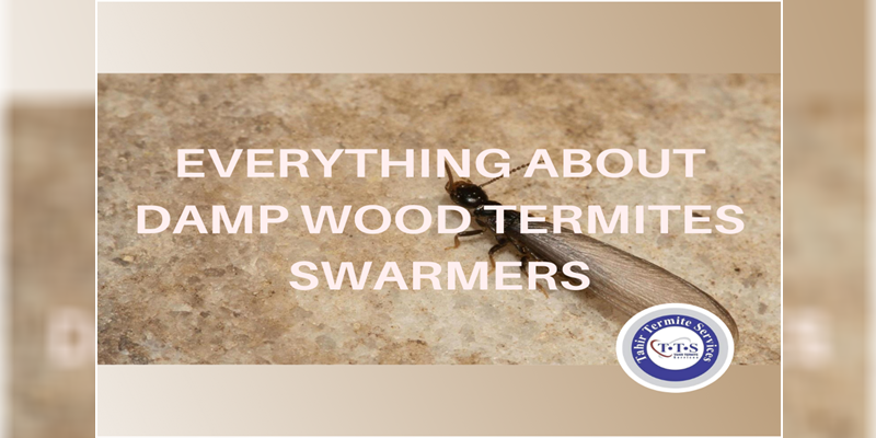 Everything about damp wood termites swarmers