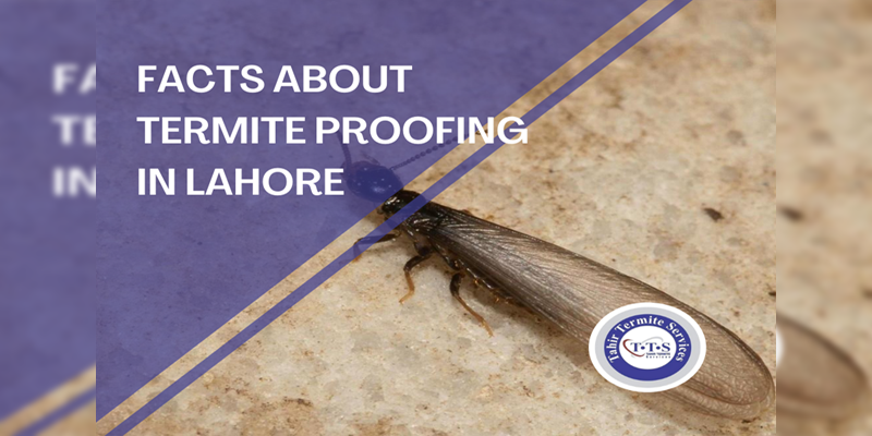 Facts about termite proofing in Lahore