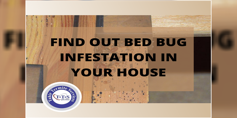 find out bed bug infestation in your house