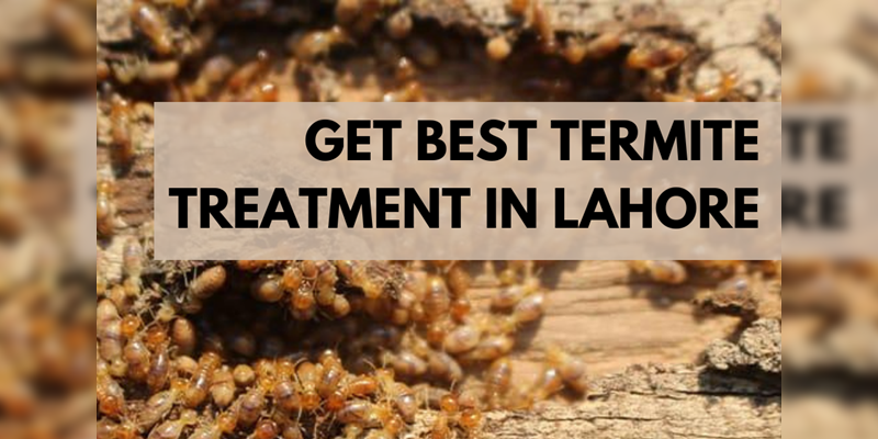 get best termite treatment in Lahore