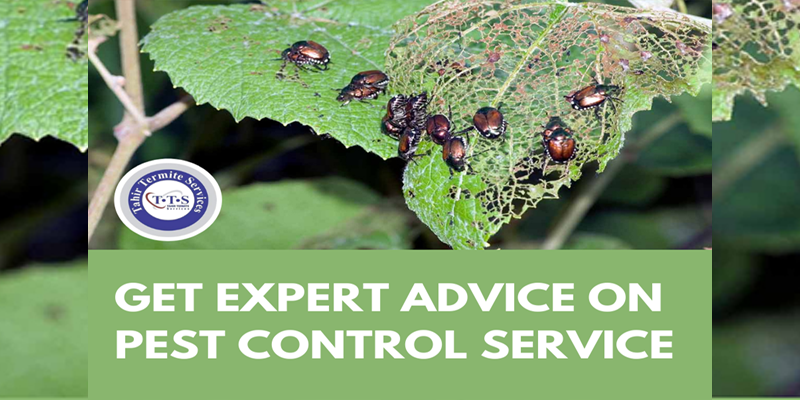 get expert advice on pest control service