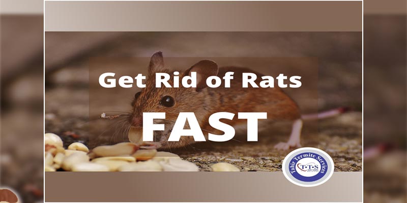 get rid of rats FAST