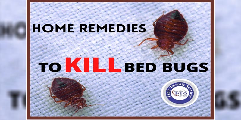 home remedies to kill bed bugs