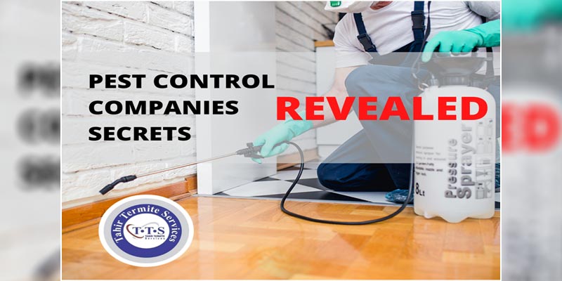 Pest control companies Secrets revealed