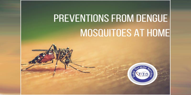 preventions from dengue mosquitoes at home