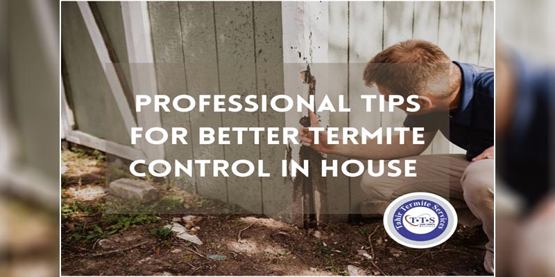 Professional tips for better termite control in house
