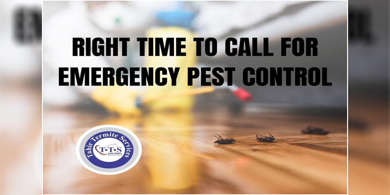 Right time to call for emergency pest control