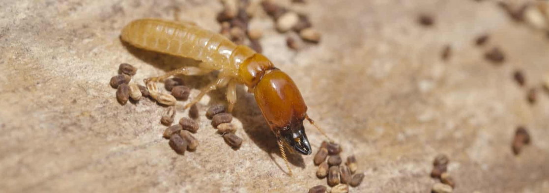 Tahir Termite Service Drywood Termites Treatment