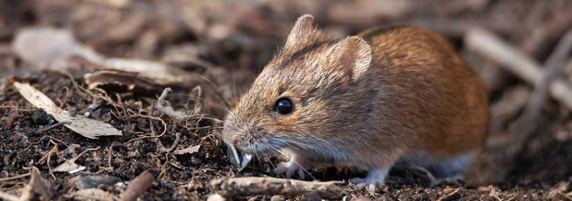 Tahir Termite Service - Rodents Control