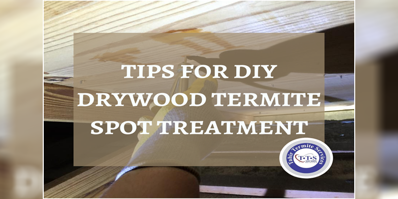 Tips for DIY drywood termite spot treatment