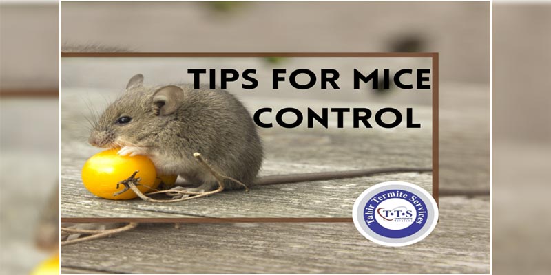 Tips for Mice Control