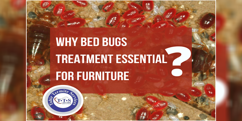 Why bed bugs treatment essential for furniture?