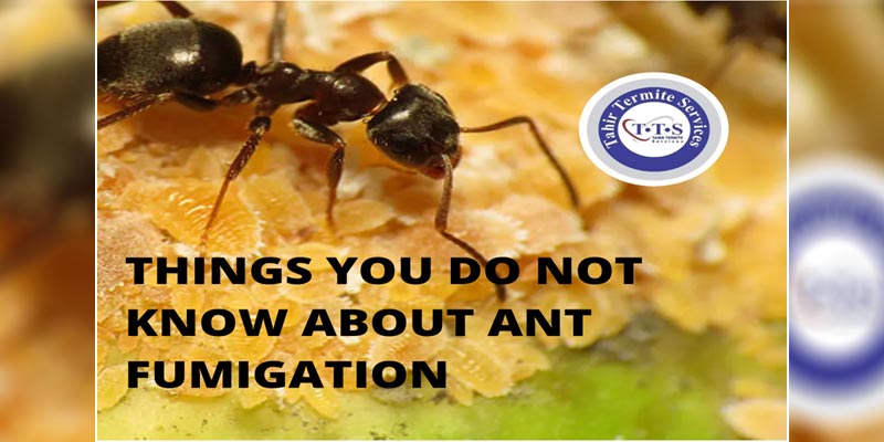you do not know about ant fumigation